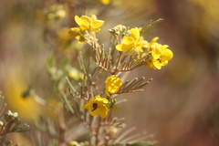 Senna artemisioides