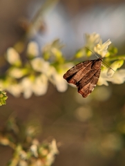 Choreutis