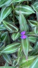 Tradescantia zebrina