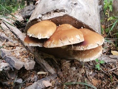 Hemipholiota populnea