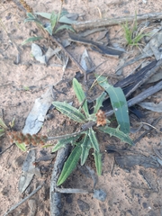 Plantago cunninghamii