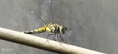 Brachydiplax sobrina