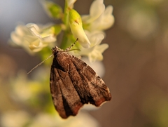 Choreutis