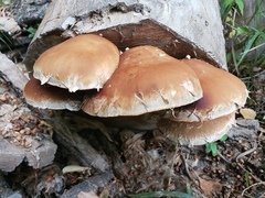 Hemipholiota populnea