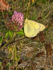 Colias