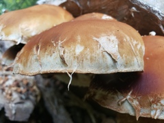 Hemipholiota populnea