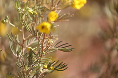 Senna artemisioides