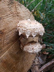 Hemipholiota populnea