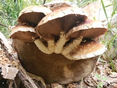 Hemipholiota populnea