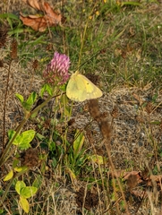 Colias