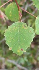 Aceria varia