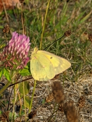 Colias