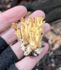 Ramaria lorithamnus