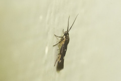 Eretmocera