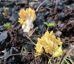 Ramaria lorithamnus