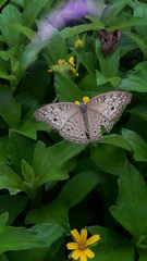 Junonia atlites