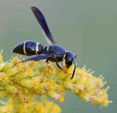 Euodynerus foraminatus