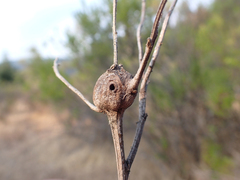 Gnorimoschema baccharisella