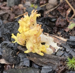 Ramaria lorithamnus