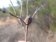 Gnorimoschema baccharisella