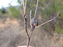 Gnorimoschema baccharisella