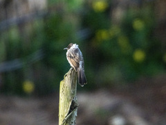 Pycnonotus aurigaster