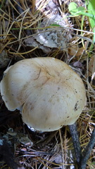 Cortinarius pinophilus