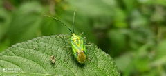 Urolabida