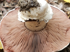 Agaricus bitorquis