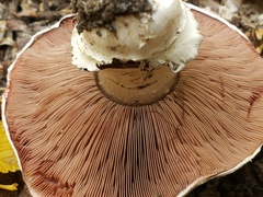 Agaricus bitorquis