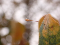 Andricus pedicellatus