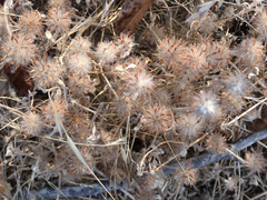 Trifolium hirtum