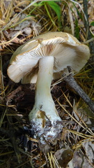 Cortinarius pinophilus