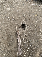 Tetramorium immigrans