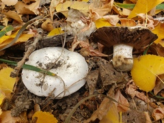 Agaricus bitorquis