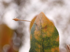 Andricus pedicellatus