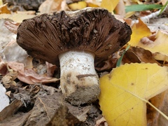 Agaricus bitorquis