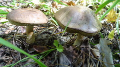 Leccinum holopus