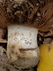 Agaricus bitorquis
