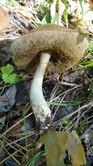 Leccinum holopus