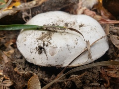 Agaricus bitorquis