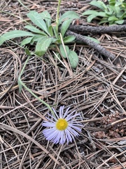 Erigeron divergens
