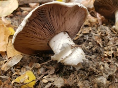 Agaricus bitorquis