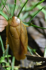 Pseudophoraspis nebulosa