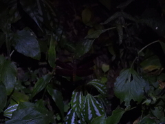 Neurothemis taiwanensis