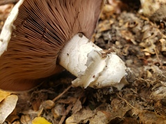 Agaricus bitorquis