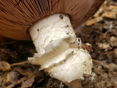 Agaricus bitorquis