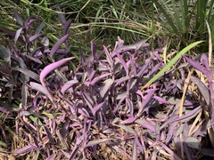 Tradescantia pallida