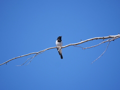 Melanodryas cucullata picata