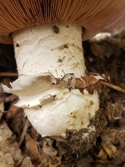 Agaricus bitorquis